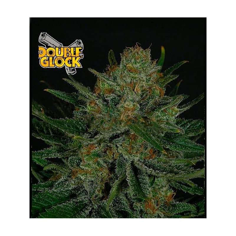 Double Glock Feminizada de Ripper Seeds