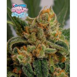 Grapegum Feminizada de Ripper Seeds