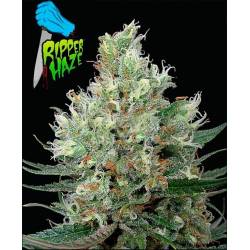 Ripper Haze Feminizada