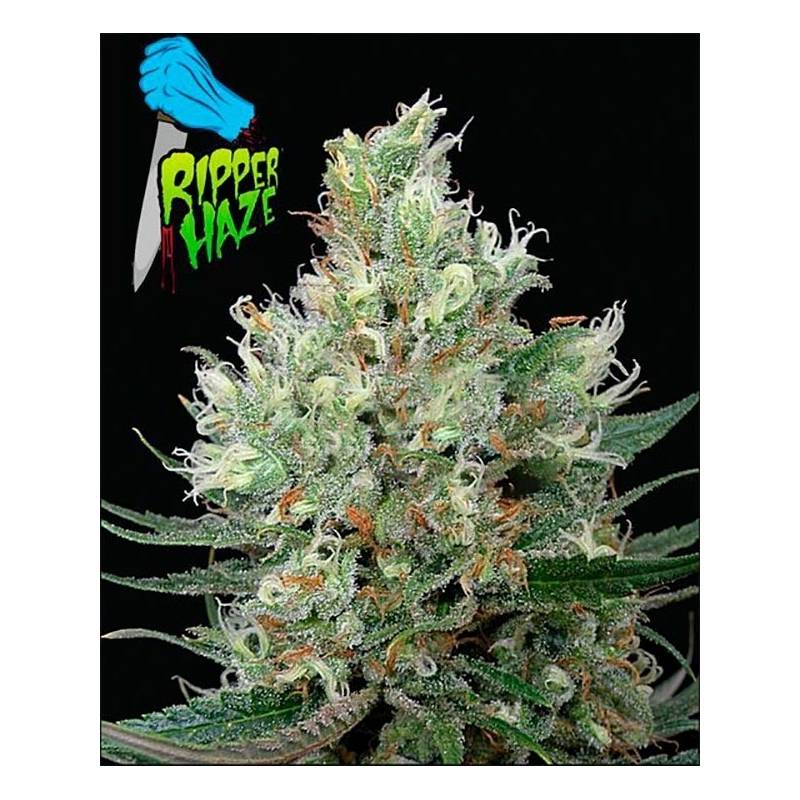 Ripper Haze Feminizada de Ripper Seeds