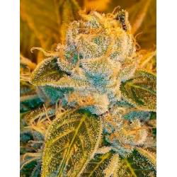 Sour Ripper Feminizada de Ripper Seeds