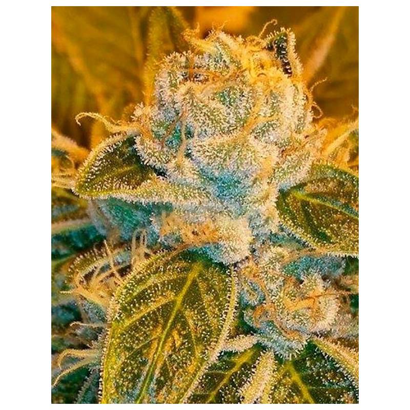 Sour Ripper Feminizada de Ripper Seeds