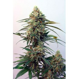 Toxic Feminizada de Ripper Seeds