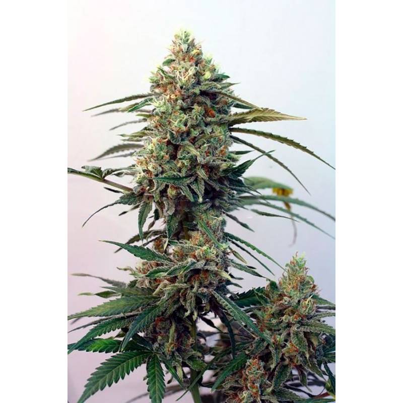 Toxic Feminizada de Ripper Seeds