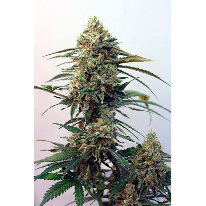 Toxic Feminizada de Ripper Seeds