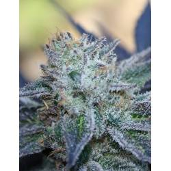 Washing Machine Feminizada de Ripper Seeds