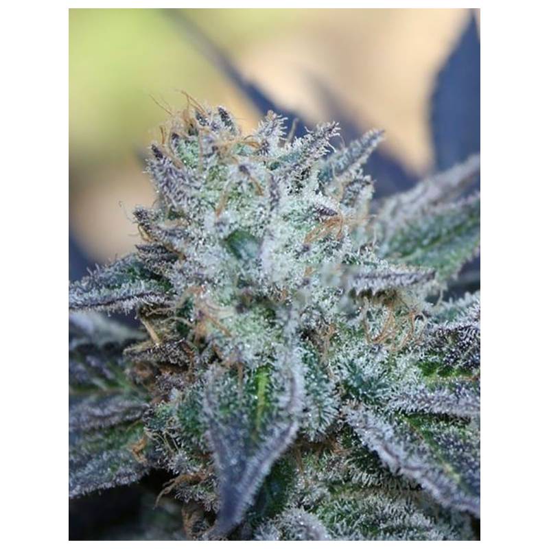 Washing Machine Feminizada de Ripper Seeds