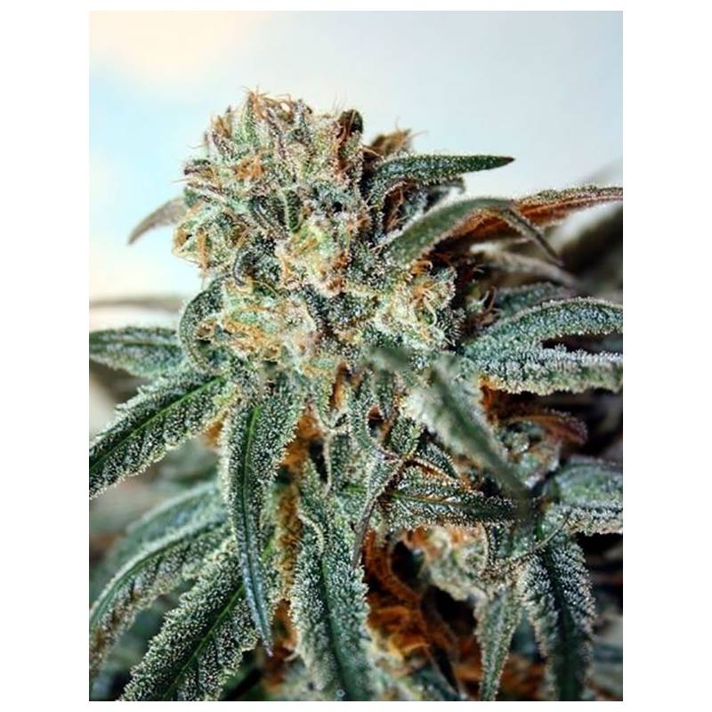 Zombie Kush Feminizada de Ripper Seeds