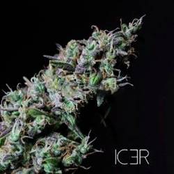 Icer Feminizada de R-Kiem Seeds