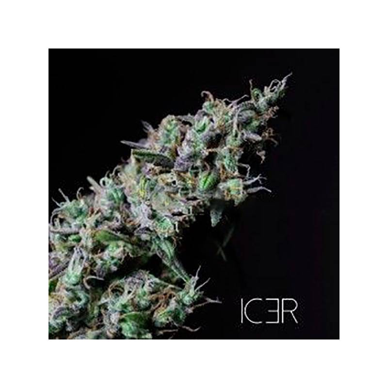 Icer Feminizada de R-Kiem Seeds