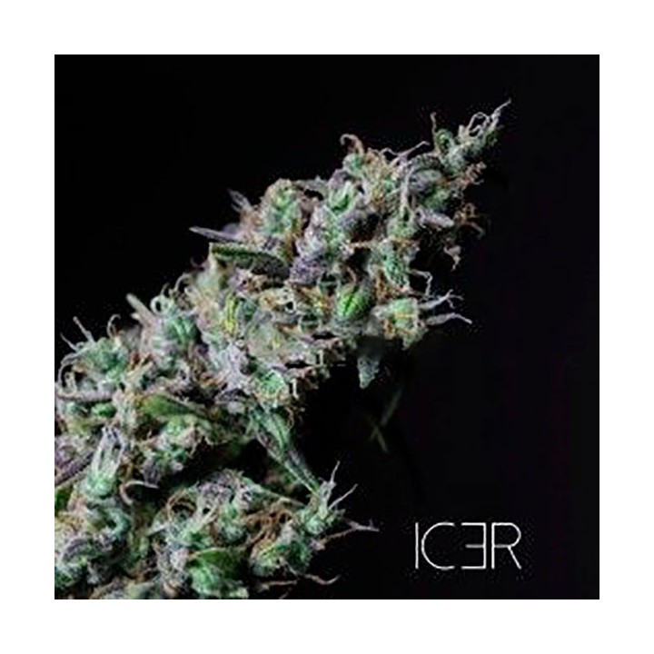 Icer Feminizada de R-Kiem Seeds
