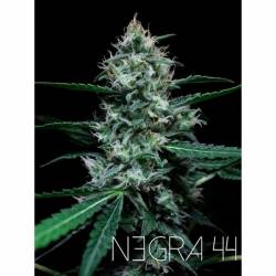 Negra 44 Feminizada de R-Kiem Seeds