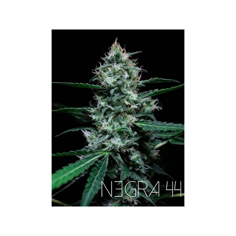 Negra 44 Feminizada de R-Kiem Seeds