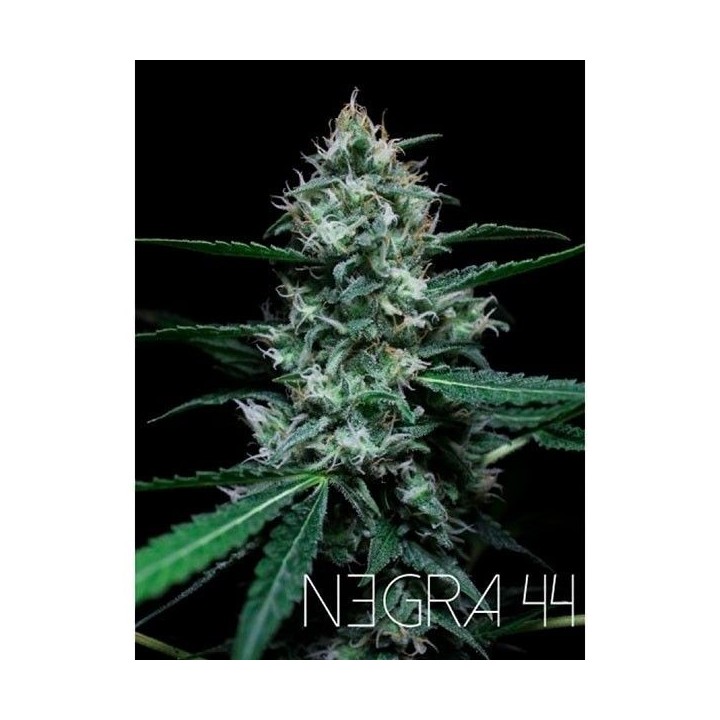 Negra 44 Feminizada de R-Kiem Seeds