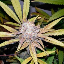 Melon Gum Autofloreciente Feminizada de Dr Underground