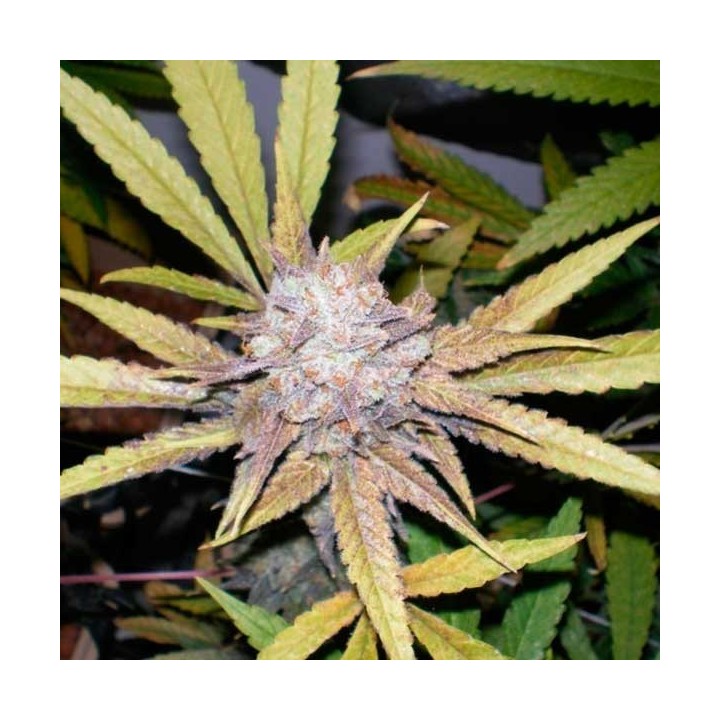 Melon Gum Autofloreciente Feminizada de Dr Underground