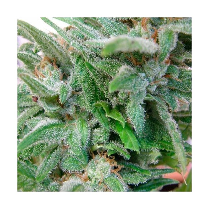 Brooklyn Mango Feminizada de Dr Underground