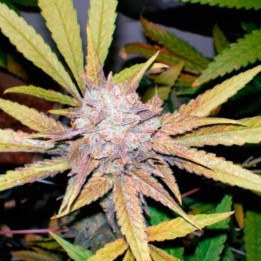 Melon Gum Feminizada de Dr Underground