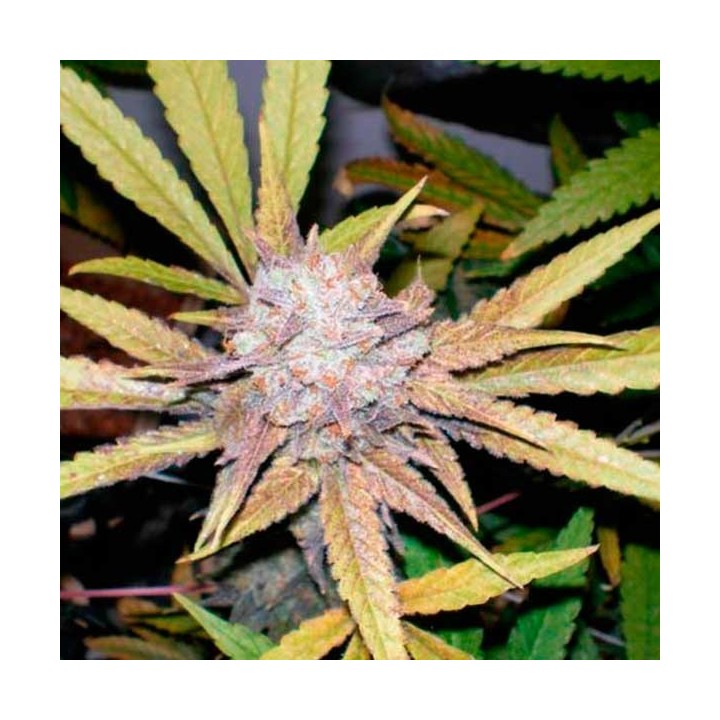 Melon Gum Feminizada de Dr Underground