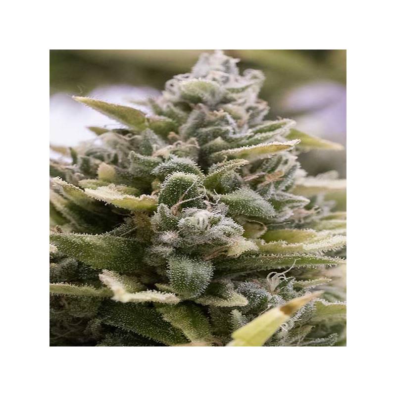 Auto Og Kush Auto Og Kush