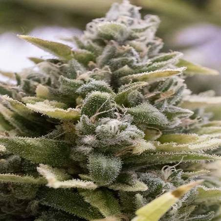 Auto Og Kush Auto Og Kush