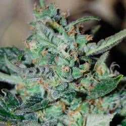Auto Skunk