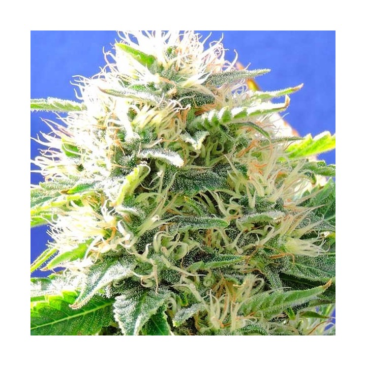 Black Destroyer Feminizada de Original Sensible