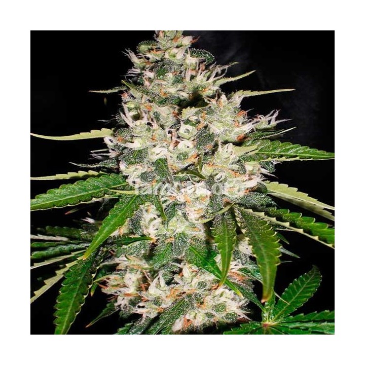 Black Gum Feminizada de Original Sensible
