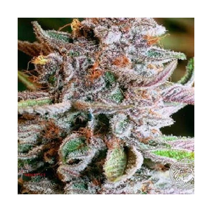Blueberry Ghost Og Feminizada de Original Sensible