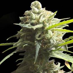 Lemon Aid CBD Feminizada de Original Sensible