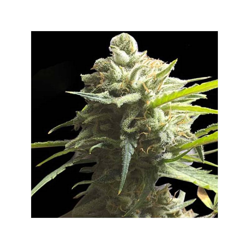 Cbd Lemon Aid Cbd Lemon Aid