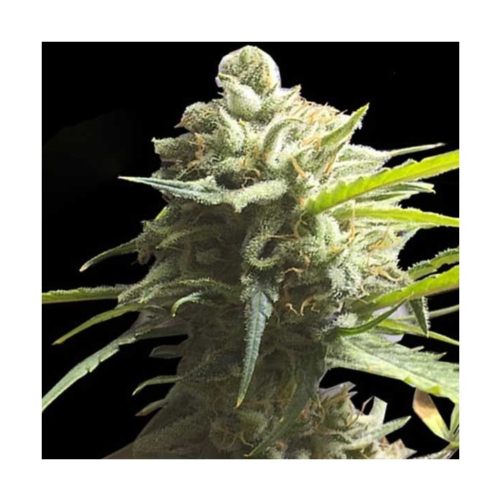 Lemon Aid CBD Feminizada de Original Sensible