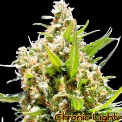 Chronic Lights Feminizada