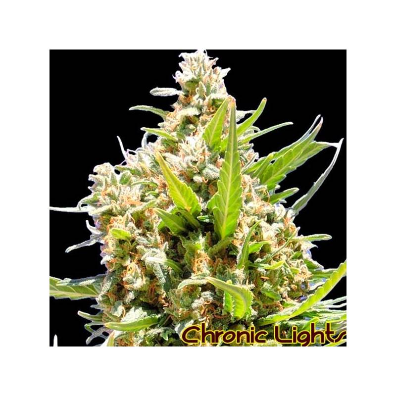 Chronic Lights Feminizada de Original Sensible