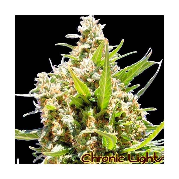 Chronic Lights Feminizada de Original Sensible