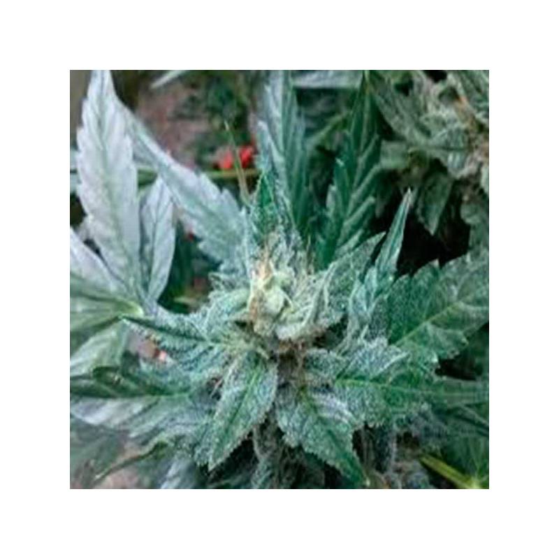 Critical Diesel Autofloreciente Critical Diesel Autofloreciente