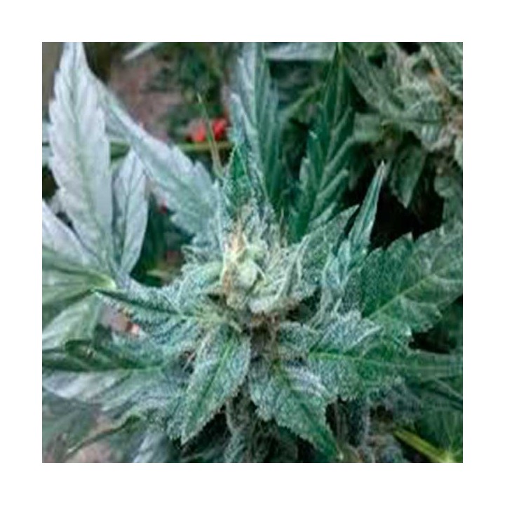Critical Diesel Autofloreciente Feminizada de Original Sensible