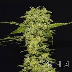 Portela Feminizada de R-Kiem Seeds