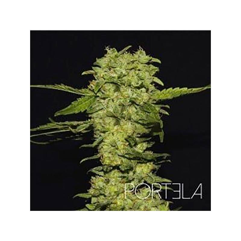 Portela Feminizada de R-Kiem Seeds