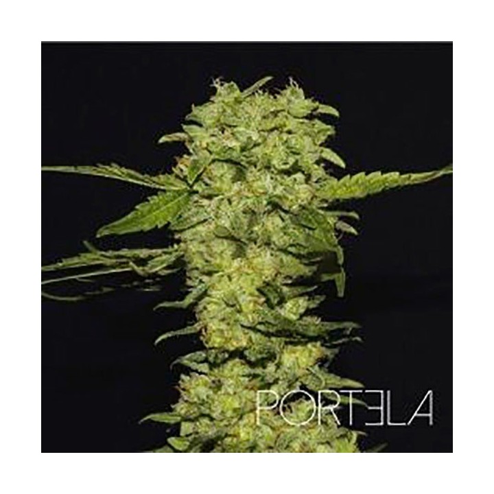Portela Feminizada de R-Kiem Seeds