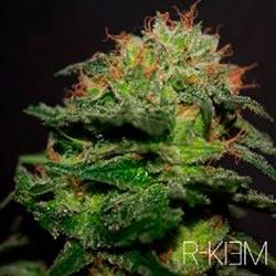 R-Kiem Regular de R-Kiem Seeds