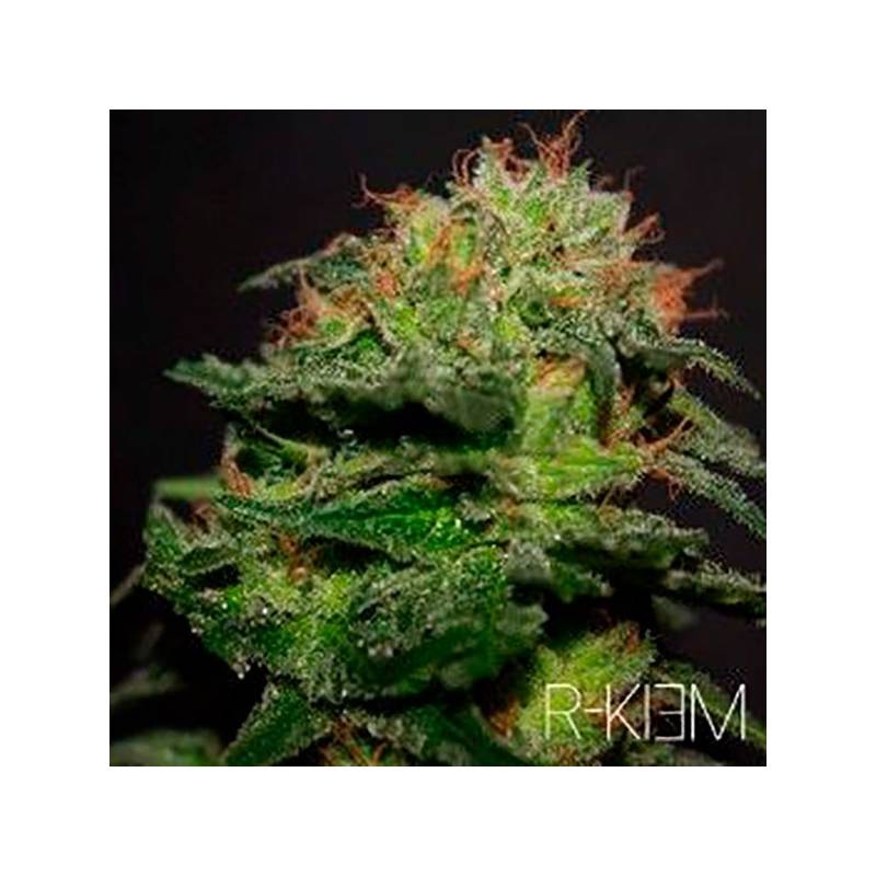 R-Kiem Regular de R-Kiem Seeds