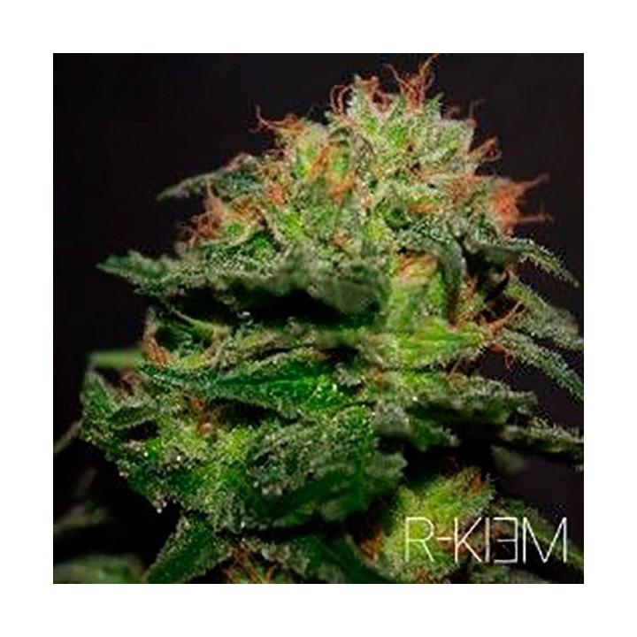 R-Kiem Regular de R-Kiem Seeds