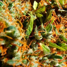 Californian Orange Feminizada de Dutch Passion
