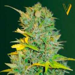 Biggest Bud Autofloreciente Feminizada de Victory Seeds