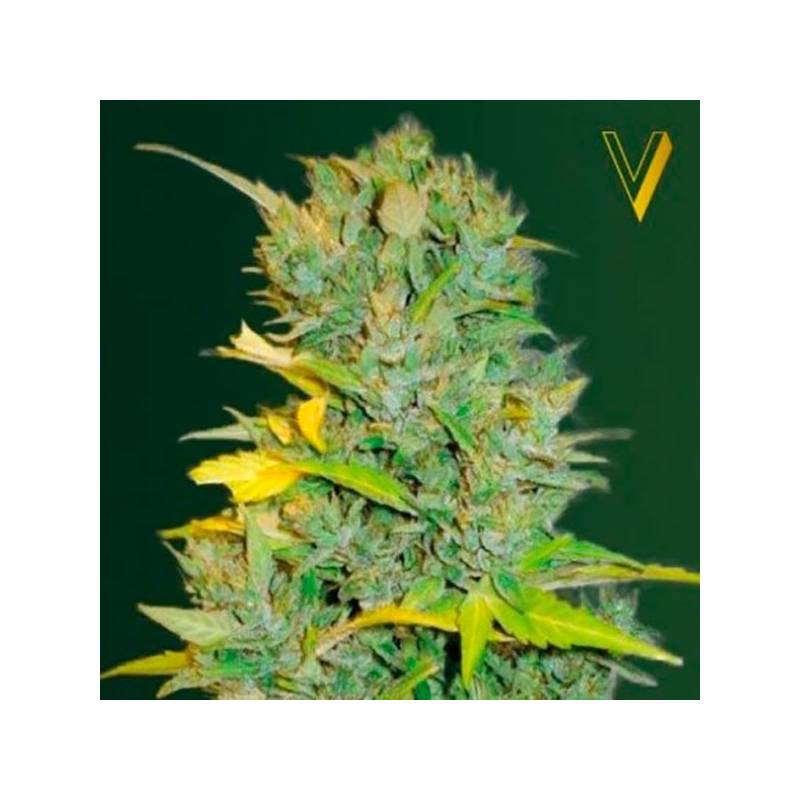 Biggest Bud Autofloreciente Feminizada de Victory Seeds