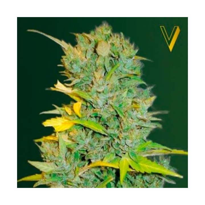 Biggest Bud Autofloreciente Feminizada de Victory Seeds