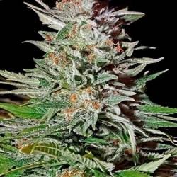 Super Lemon Haze Autofloreciente Feminizada de Original Sensible