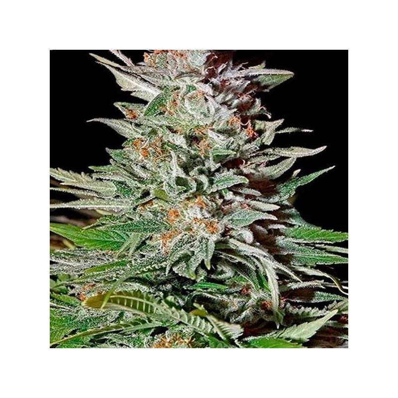 Super Lemon Haze Autofloreciente Feminizada de Original Sensible