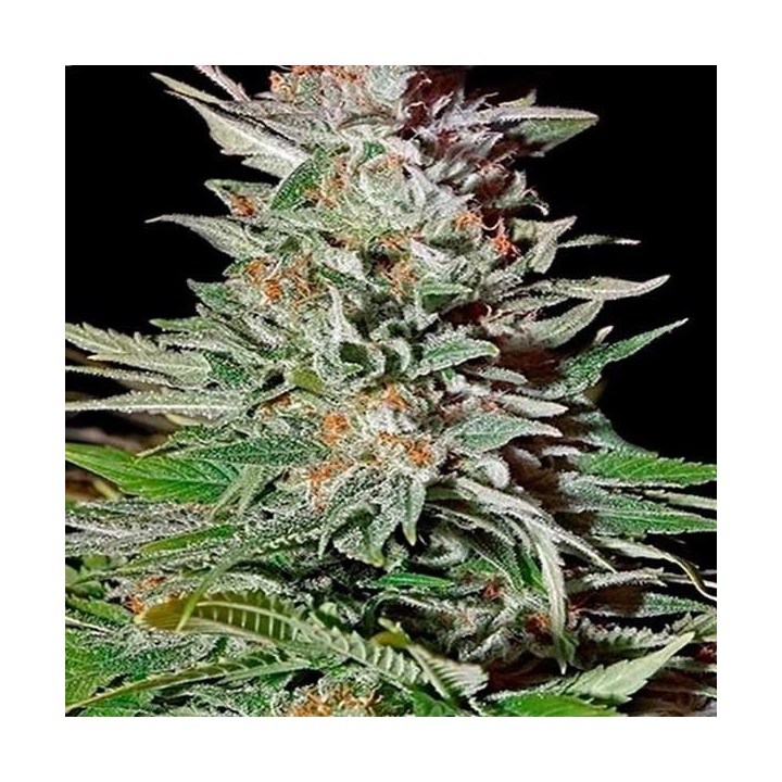 Super Lemon Haze Autofloreciente Feminizada de Original Sensible